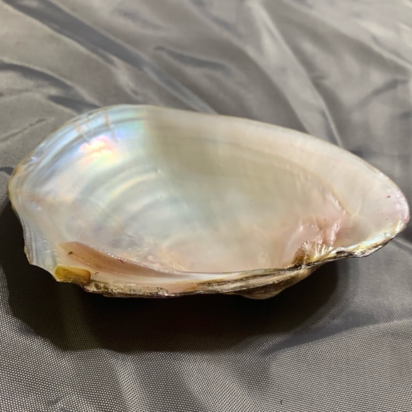 Seashell beach decor - Picture 4 of 4